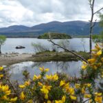 kwiaty nad jeziorem w parku narodowym Killarney