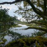 polodowcowe Jeziora Killarney widok zza drzewa