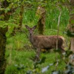 sarna w irlandzkim parku narodowym killarney