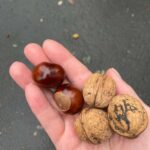 kasztany i orzechy włoskie w dłoni