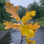 żółty liść w dłoni na tle drogi w parku